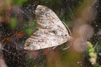 Thera britannica/obeliscata/variata