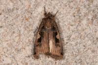 Xestia c-nigrum