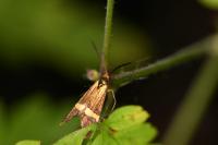 Nemophora degeerella