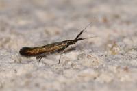 Coleophora mayrella