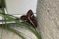 Trigonophora flammea
