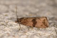 Celypha striana