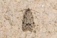 Symmoca signatella