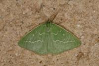 Thetidia smaragdaria