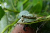 Yponomeuta rorrella
