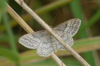 Idaea macilentaria