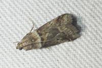 Acrobasis consociella