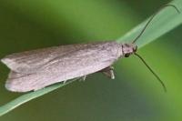 Acompsia cinerella