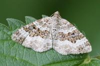 Epirrhoe alternata