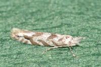 Phyllonorycter comparella