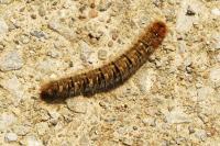 Lasiocampa quercus