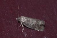 Neosphaleroptera nubilana