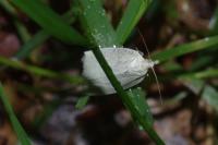 Tortrix viridana