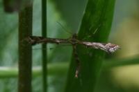 Amblyptilia acanthadactyla