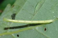 Chloroclysta siterata