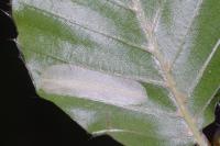 Phyllonorycter maestingella