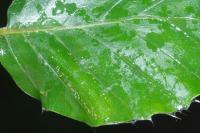 Phyllonorycter maestingella