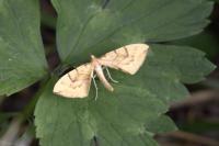 Gandaritis pyraliata