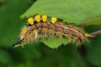 Orgyia antiqua