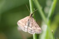 Pyrausta despicata