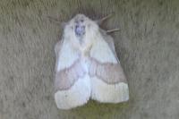 Malacosoma neustria