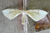 Gandaritis pyraliata