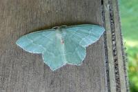 Hemithea aestivaria