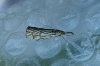 Chrysocrambus linetella