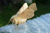 Ennomos erosaria