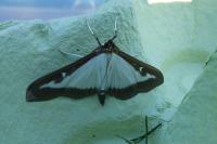 Cydalima perspectalis