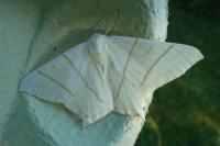 Ourapteryx sambucaria