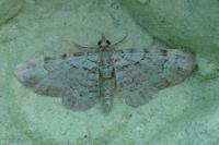 Pasiphila rectangulata