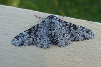 Biston betularia