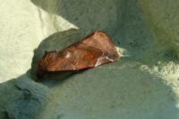 Cosmia pyralina