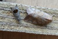 Cosmia trapezina