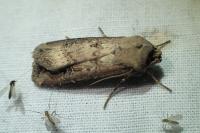 Agrotis ipsilon