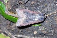 Peridroma saucia