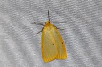 Cybosia mesomella