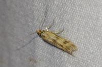 Homoeosoma sinuella