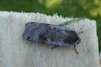 Noctua pronuba