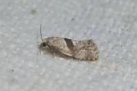 Cochylidia implicitana