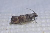 Clavigesta sylvestrana