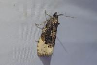 Hedya ochroleucana