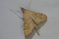 Dolicharthria punctalis
