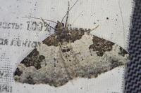 Xanthorhoe fluctuata