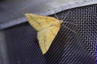 Aspitates ochrearia