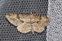 Peribatodes rhomboidaria