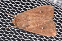 Mythimna albipuncta