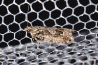 Zeiraphera isertana