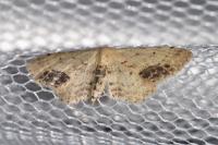 Idaea dimidiata